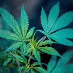 Breve storia degli usi della canapa dall’antichità ai giorni nostri